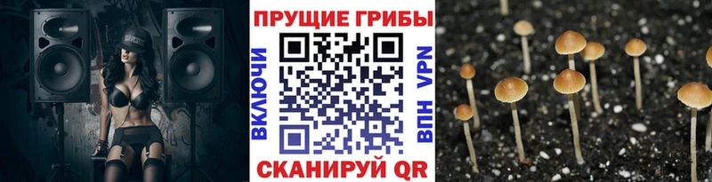 Галлюциногенные грибы Psilocybe  Калачинск 